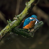 Kingfishers